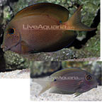 Orange Stripe Bristletooth Tang