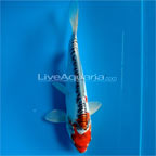 Doitsu High Quality Koi, Japan Strain