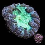 Australian Big Polyp Blastomussa Coral Aquacultured Australian Big Polyp Blastomussa Coral Aquacultured