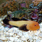 Clown Goby, Panda