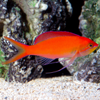 Dispar Anthias