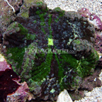 Carpet Saddle Anemone, Colored