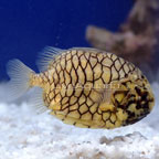 Pinecone Fish