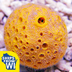 Yellow Ball Sponge