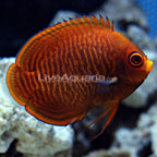 Golden Angelfish
