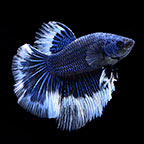 Halfmoon Butterfly Betta - Male