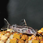 Synodontis Flavitaeniatus Catfish