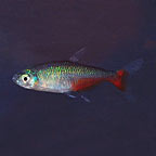 Green Fire Tetra 