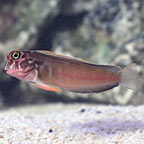 Horseface Blenny