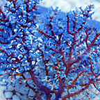 Blueberry Sea Fan