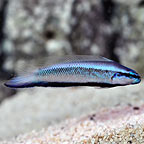 Captive-Bred Electric Indigo Dottyback Captive-Bred Electric Indigo Dottyback