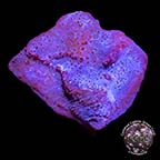 LiveAquaria® CCGC Aquacultured Photosynthetic Plating Blue Sponge LiveAquaria® CCGC Aquacultured Photosynthetic Plating Blue Sponge