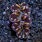 Gold Maxima Clam - Aquacultured