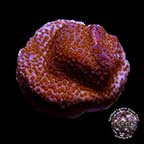 LiveAquaria® CCGC Aquacultured Purple Superman Montipora Coral LiveAquaria® CCGC Aquacultured Purple Superman Montipora Coral