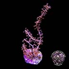 LiveAquaria® CCGC Aquacultured Purple Gorgonia Coral LiveAquaria® CCGC Aquacultured Purple Gorgonia Coral