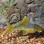 Green Phantom (L-200) Plecostomus Green Phantom (L-200) Plecostomus