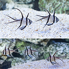 Kaudern's Cardinalfish