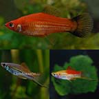 LiveAquaria Premium BOOMER Plant Safe Freshwater Fish Pack LiveAquaria Premium BOOMER Plant Safe Freshwater Fish Pack