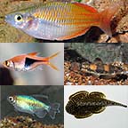LiveAquaria® Premium KICKBACK Plant-Safe Freshwater Fish Pack LiveAquaria® Premium KICKBACK Plant-Safe Freshwater Fish Pack