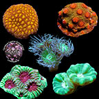 LiveAquaria® CCGC Aquacultured Coral Frag 5-Pack, Platinum LiveAquaria® CCGC Aquacultured Coral Frag 5-Pack, Platinum