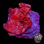 LiveAquaria® CCGC Aquacultured Photosynthetic Plating Red & Blue Sponge LiveAquaria® CCGC Aquacultured Photosynthetic Plating Red & Blue Sponge