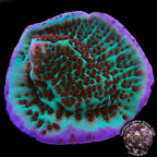 LiveAquaria® CCGC Aquacultured Purple Rim Danae Montipora Coral LiveAquaria® CCGC Aquacultured Purple Rim Danae Montipora Coral