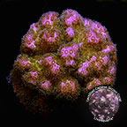 LiveAquaria® CCGC Aquacultured Pink Peony Pocillopora Coral LiveAquaria® CCGC Aquacultured Pink Peony Pocillopora Coral