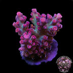 LiveAquaria® CCGC Aquacultured Strawberry Shortcake Acropora Coral LiveAquaria® CCGC Aquacultured Strawberry Shortcake Acropora Coral