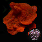 LiveAquaria® CCGC Aquacultured Photosynthetic Plating Red Sponge LiveAquaria® CCGC Aquacultured Photosynthetic Plating Red Sponge