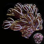 LiveAquaria® CCGC Aquacultured Silver Branch Pumping Xenia Coral LiveAquaria® CCGC Aquacultured Silver Branch Pumping Xenia Coral