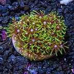 LiveAquaria® Exclusive USA Aquacultured Neon Green Starburst Polyp, Short Tentacle Coral LiveAquaria® Exclusive USA Aquacultured Neon Green Starburst Polyp, Short Tentacle Coral