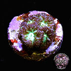 LiveAquaria® CCGC Aquacultured Australian Blastomussa Merletti Coral LiveAquaria® CCGC Aquacultured Australian Blastomussa Merletti Coral