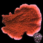 LiveAquaria® CCGC Aquacultured Red Candy Cap Coral LiveAquaria® CCGC Aquacultured Red Candy Cap Coral