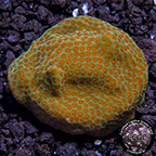 CCGC Aquacultured Orange Polyp Montipora Coral CCGC Aquacultured Orange Polyp Montipora Coral