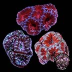 LiveAquaria® CCGC Aquacultured Aussie Lord Frag 3 Pack LiveAquaria® CCGC Aquacultured Aussie Lord Frag 3 Pack