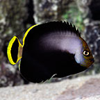 Black Velvet Angelfish 