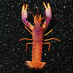 Daum's Reef Lobster 