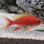 Resplendent Anthias