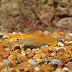Gold Algae Eater