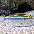 Yellow Stripe Scolopsis 