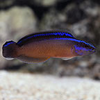 Black Neon Dottyback, Captive-Bred Black Neon Dottyback, Captive-Bred
