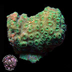 LiveAquaria® CCGC Aquacultured Pavona Coral LiveAquaria® CCGC Aquacultured Pavona Coral