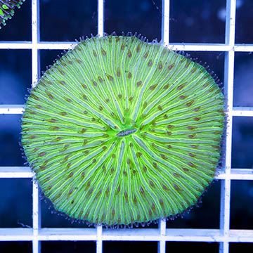 Short Tentacle Plate Coral