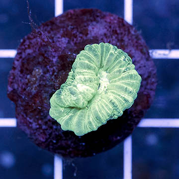 USA Cultured Neon Green Candy Cane Coral