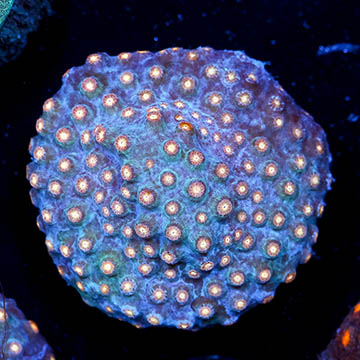 USA Cultured Cyphastrea Frag