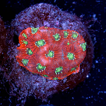 USA Cultured Favia Coral