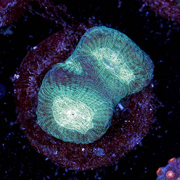 USA Cultured Goniastrea Coral