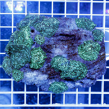 Actinodiscus Mushroom Coral