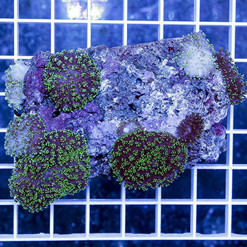 Hairy Mushroom Coral