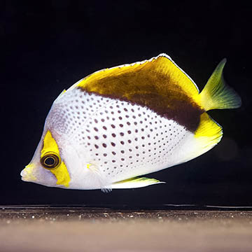 Declivis Butterflyfish